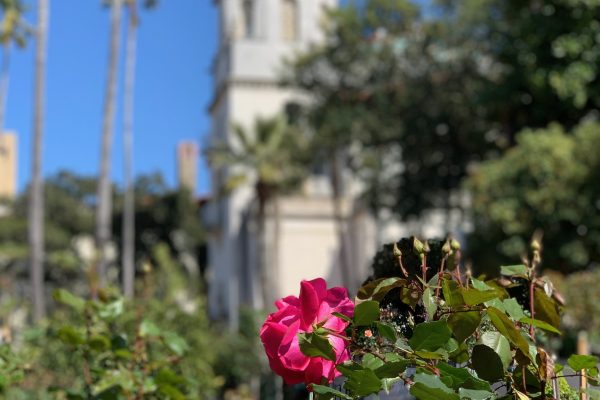 Hearst Castle tower and roses